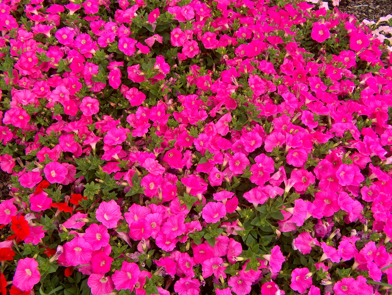 What are wave petunias?